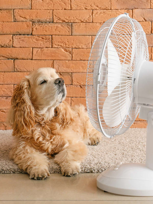activité canicule une pièce à soi puzzles 1000 pièces puzzles 500 pièces adultes chien ventilateur chaleur